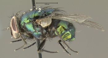 Media type: image;   Entomology 613610 Aspect: habitus lateral view